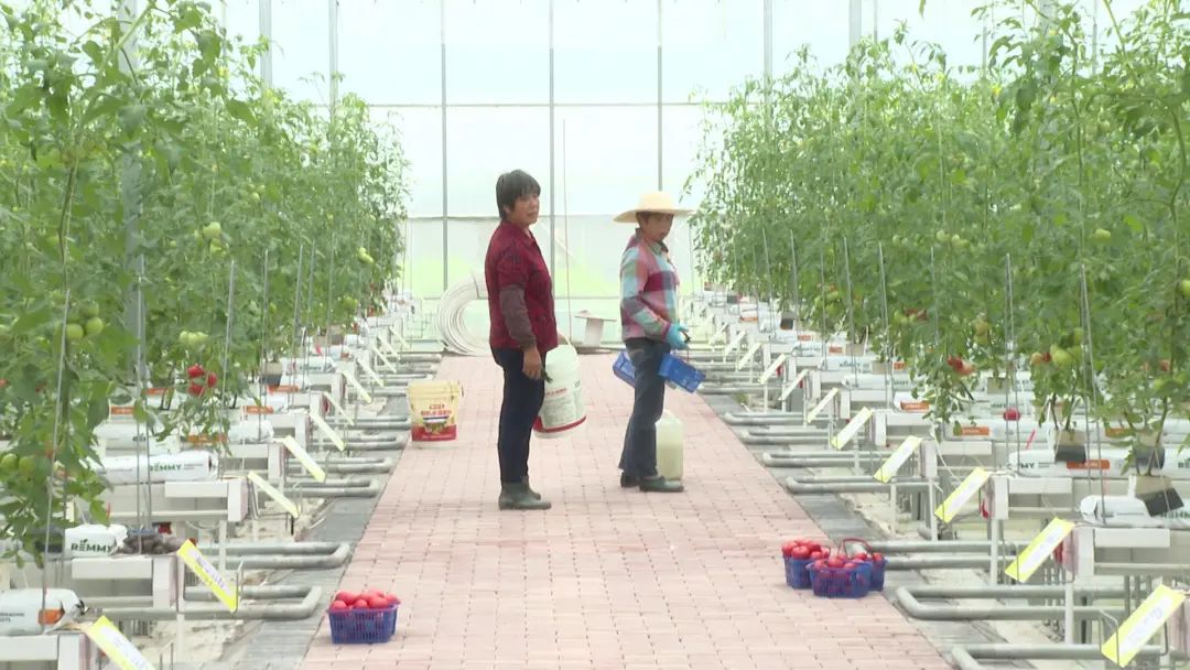 “双强”行动领航，莲都蔬菜种植跑出“加速度”