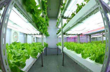 台湾源鲜集团布局北欧 植物工厂蔬菜将叩开极地市场之门