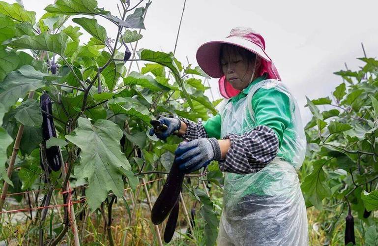 兴仁薏品田园街道 茄子丰收采收忙 蔬菜产业促增收