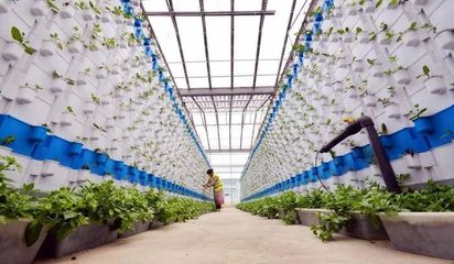 菜篮子的绿色革命 2017年蔬菜种植新图景