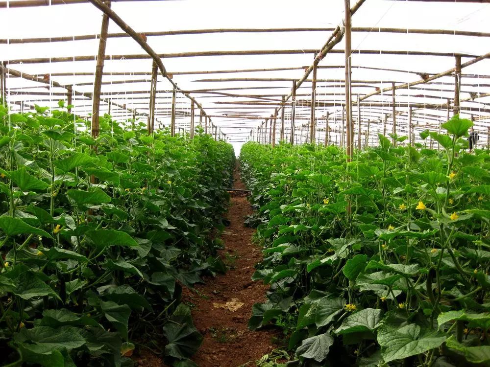 蔬菜浇水讲究多 科学灌溉助您种出好菜
