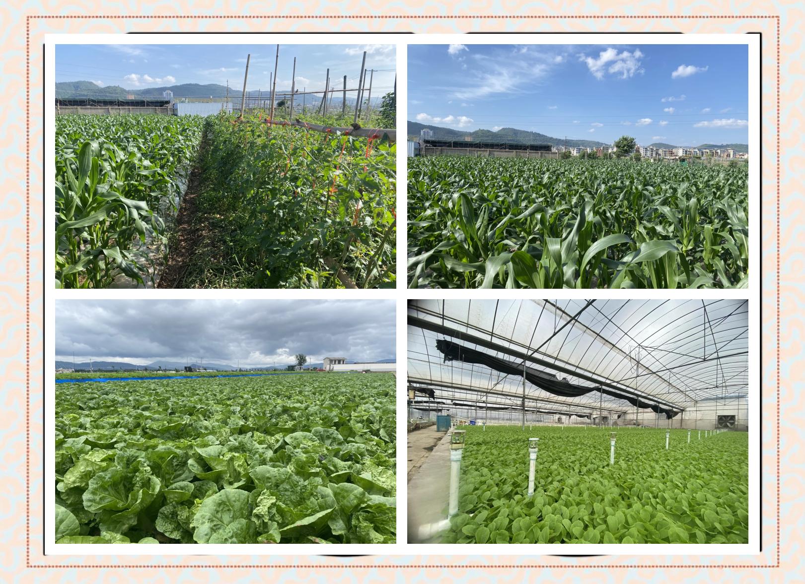 蔬菜种植基地封闭管理 筑牢“菜篮子”安全防线的必然选择